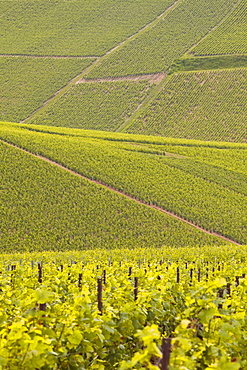 Champagne vineyards near to Les Riceys in the Cote des Bar area of the Aube department, Champagne-Arndennes, France, Europe