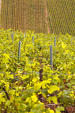 Champagne vineyards near to Les Riceys in the Cote des Bar area of the Aube department, Champagne-Ardennes, France, Europe