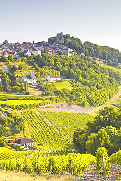 The vineyards of Sancerre in the Loire Valley, Cher, Centre, France, Europe 