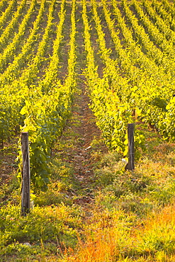 Rows of grape vines in vineyard near to Vezelay in Burgundy, France, Europe 