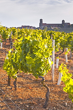 Vineyards below the hilltop village of Vezelay in Burgundy, France, Europe 