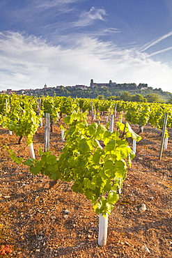 Vineyards below the hilltop village of Vezelay in Burgundy, France, Europe 