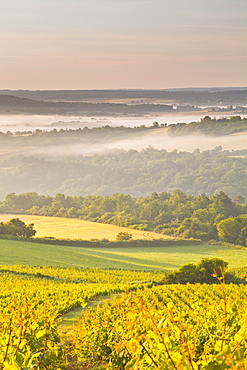 Vineyards near to Vezelay during a misty dawn, Yonne, Burgundy, France, Europe