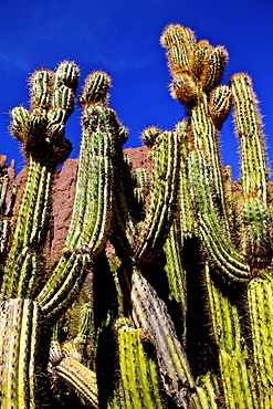 Cacti in Canon Del Inca, Tupiza Chichas Range, Andes, Southwestern Bolivia, South America