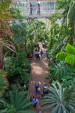 The Palm House interior at Kew Gardens, UNESCO World Heritage Site, Kew, Greater London, England, United Kingdom, Europe