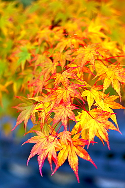 Japanese maple tree changing colour in autumn at Eikando temple in Kyoto, Japan, Asia