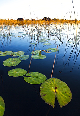 African Elephants at dawn, Okavango Delta Botswana