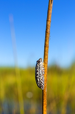 Painted Reed Frog, Okavango Delta Botswana 