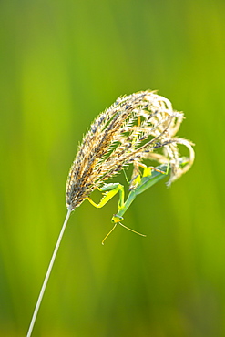 Praying Mantis, Okavango Delta Botswana