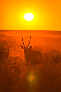 Gemsbok at sunset, Kalahari Botswana