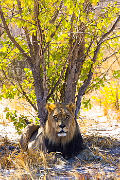 Lion in the shade of a tree, Kalahari Botswana