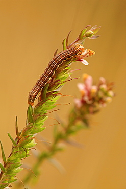 Bright-line Brown-eye caterpillar on Red Bartsia, France