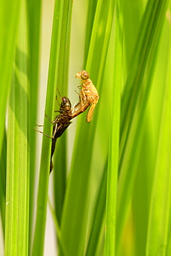 Emergence of Small red Damselfly female on Sedge, France 