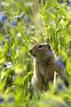 Arctic ground squirrel and wild flowers, Denali NP Alaska 