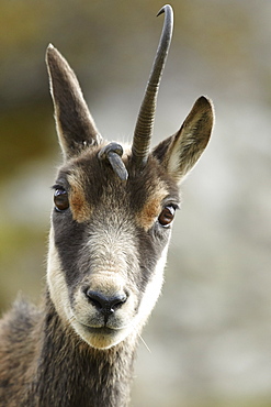 Chamois with horn distorted, Mercantour Alpes France 