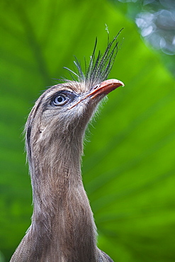 Portrait of Red-legged Seriema, Parana Brazil