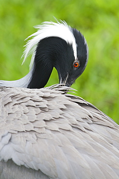 Portrait of  Demoiselle Crane, Bird Park Brazil 