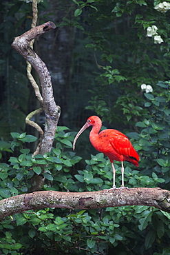 Scarlet Ibis on a branch, Parana Brazil