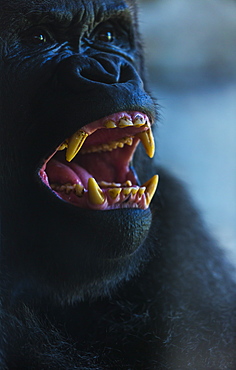 Portrait of Western Lowland Gorilla 