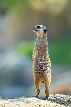 Meerkat standing on rock