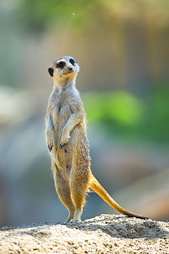 Meerkat standing on rock