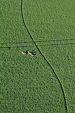 Red deer in a field of wheat, Picardy France 