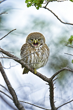 Austral Pigmy-owl on a branch, Torres del Paine NP Chile