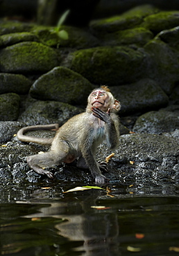 Long-tailed Macaque, Sacred Monkey Forest Sanctuary Bali