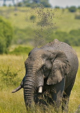 African Elephant throwing mud, Savuti Chobe NP Botswana