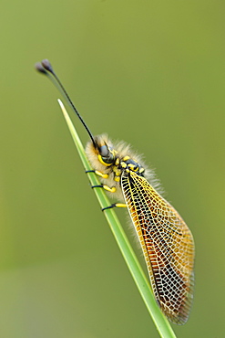 Butterfly-lion on grass, France