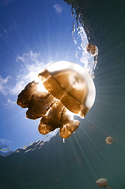 Jellyfish in a lake, Kakaban Island  Indonesia