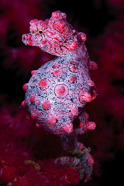 Pregnant pygmy seahorse, Komodo Indonesia 