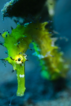 Thorny Seahorse, Komodo Indonesia 