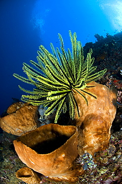 Yellow crinoid on large sponge, Bunaken NP  Indonesia