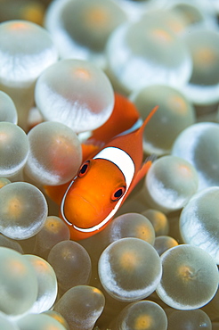 Spinecheek anemonefish, Raja Ampat  Indonesia