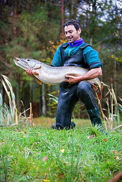 Presentation of a northern pike, Vosges France 