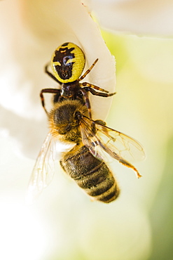 Napoleon Spider capturing a Bee in a Rose, France