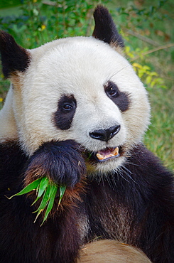 Giant panda eating bamboo, Zoo Parc de Beauval France 