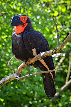 Southern Ground Hornbill on a branch, France Parc des Oiseaux 