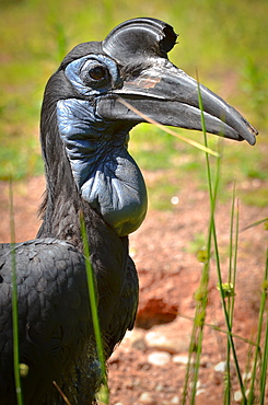 Abyssinian Ground-Hornbill, France Parc des Oiseaux 