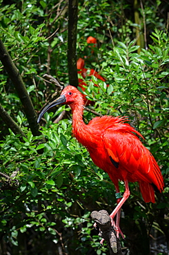 Scarlet Ibis on a branch, France Parc des Oiseaux