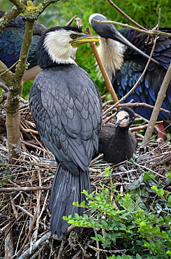 Pied Cormorant and young at nest, France Parc des Oiseaux