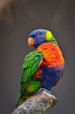 Rainbow  Lorikeet on a branch, France Parc des Oiseaux