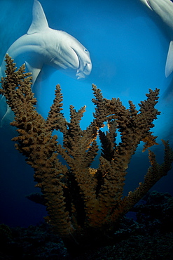 Acropora coral with Whitetip reef shark, Fiji