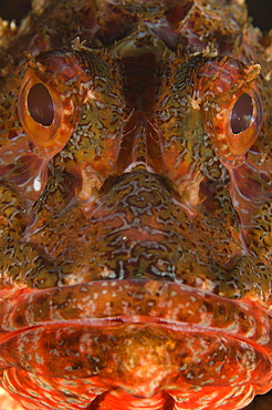 Portrait of Eastern red scorpionfish, New Zealand