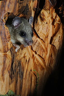 Female Fat dormouse at nest, France 