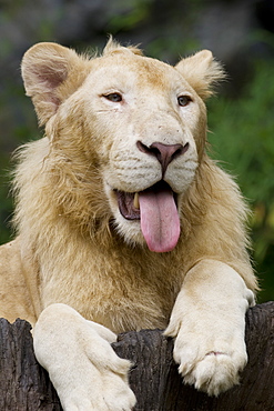 White lion in the zoo in Chiang Mai, Thailand 