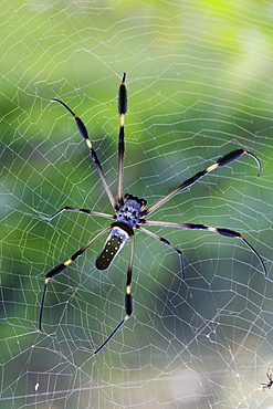 Spider in its web, Costa Rica 