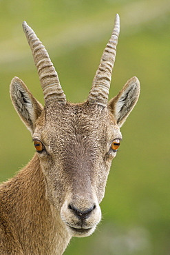 Portrait of Female Ibex, Vanoise Alps France