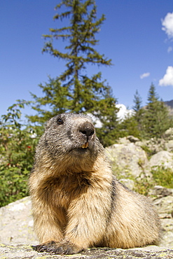 Alpine Marmot on rock, Ecrins NP Alps France